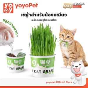 yoyopet : หญ้าแมว ชุดปลูกข้าวสาลี ชุดหญ้าออร์แกนิคพร้อมปลูก วิตามินแมว สำหรับหมา,แมว,หนู,กระต่ายฯลฯ