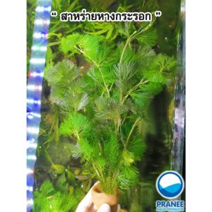 สาหร่ายหางกระรอกไทย สาหร่ายหางกระรอกนอก สาหร่ายเดนซ่า สาหร่ายญี่ปุ่น สาหร่ายฉัตร สาหร่ายแดง *กรุณาอ่านรายละเอียดก่อนสั่ง