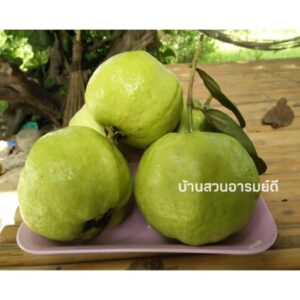 ฝรั่งกิมจู เกรด B 2 kg (ส่งไว) มีใบรับรอง สด สะอาด หวาน กรอบ อร่อย แคลน้อย สุขภาพดี วิตามิน C สูงงงง