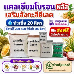 แคลเซียมโบรอน พลัสสูตรใหม่ หัวเชื้อ 20 ลิตร ผสมน้ำได้ 20,000 ลิตร เพิ่มผลผลิต ขั้วเหนียว ไม่ตกตะกอน