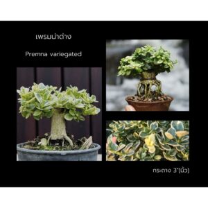 เพรมน่าด่าง🌱 Premna variegated บอนไซ ทรงซูโม่ บอนไซจิ๋ว เพรมน่าไต้หวันใบด่าง mini bonsai